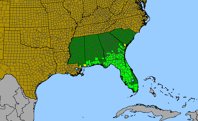 The range of Hypericum myrtifolium